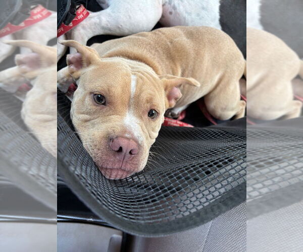 Medium Photo #5 Mutt Puppy For Sale in Canton, CT, USA