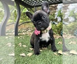 Puppy 4 French Bulldog