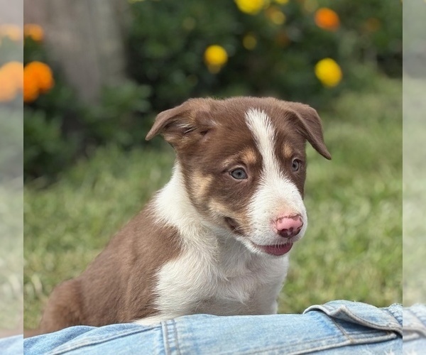 Medium Photo #10 Border Collie-Bordoodle Mix Puppy For Sale in AMES, IA, USA