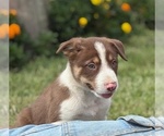 Small #9 Border Collie-Bordoodle Mix