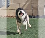 Small #4 Siberian Husky Mix