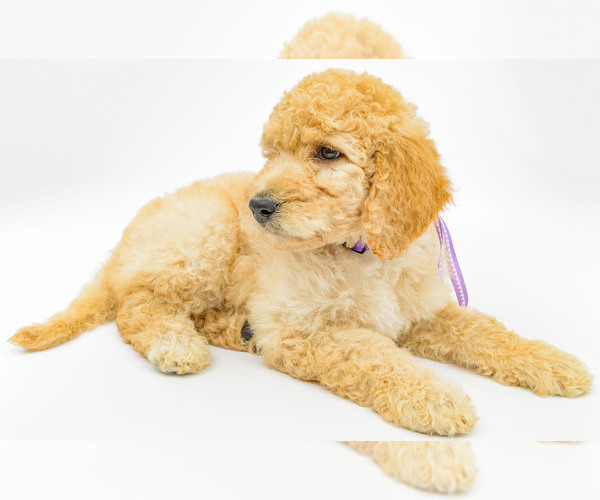 Medium Photo #3 Poodle (Standard) Puppy For Sale in CEDAR CITY, UT, USA