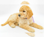 Small Photo #3 Poodle (Standard) Puppy For Sale in CEDAR CITY, UT, USA