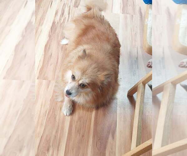 Medium Photo #2 Pomeranian-Unknown Mix Puppy For Sale in Lakewood, CO, USA