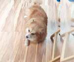 Small #1 Pomeranian Mix