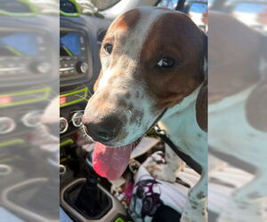 Basset Hound-Unknown Mix Dogs for adoption in Deepwater, NJ, USA