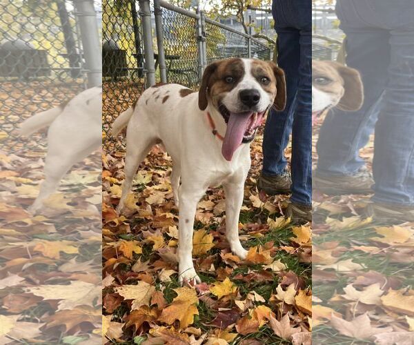 Medium Photo #5 Mutt Puppy For Sale in Hinton, WV, USA