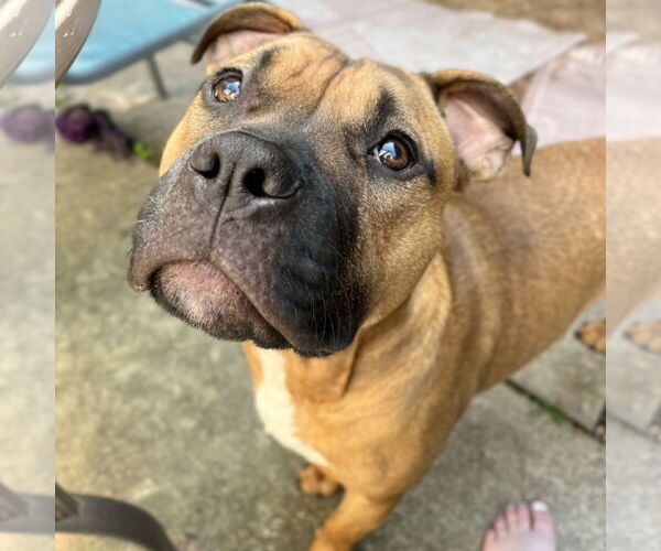 Medium Photo #29 Boxer-Unknown Mix Puppy For Sale in Holly Springs, NC, USA