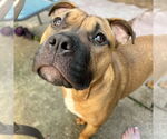 Small #28 Boxer Mix