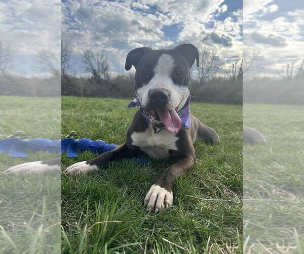 Medium Photo #5 American Pit Bull Terrier-Unknown Mix Puppy For Sale in Germantown, OH, USA