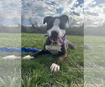 Small #4 American Pit Bull Terrier Mix
