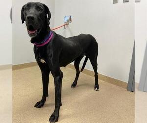 Great Dane Dogs for adoption in Aurora, CO, USA