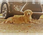 Small #22 Golden Retriever