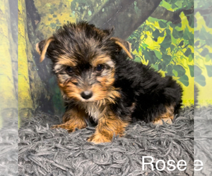 Yorkshire Terrier Puppy for Sale in AZLE, Texas USA