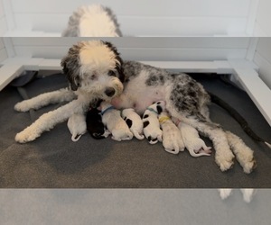 Mother of the Bernedoodle (Miniature) (+ Poodle Miniature) puppies born on 08/30/2026