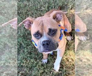 American Bulldog-Unknown Mix Dogs for adoption in Tulsa, OK, USA