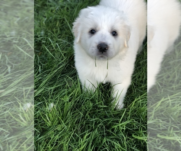 Medium Photo #5 Great Pyrenees Puppy For Sale in DEERFIELD, OH, USA