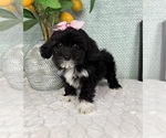 Small #3 Maltipoo (Toy)