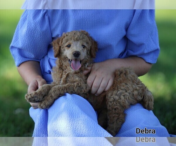 Medium Photo #2 Poodle (Miniature) Puppy For Sale in NAPPANEE, IN, USA