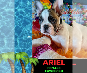 French Bulldog Puppy for sale in HEATHROW, FL, USA
