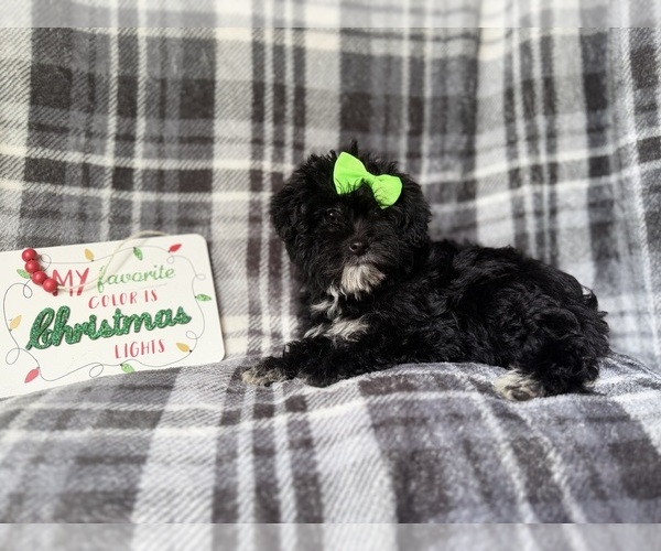 Medium Photo #7 YorkiePoo Puppy For Sale in LAKELAND, FL, USA