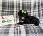 Small #6 YorkiePoo