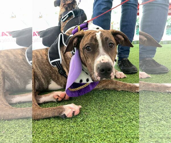 Medium Photo #7 Mutt Puppy For Sale in Holly Springs, NC, USA