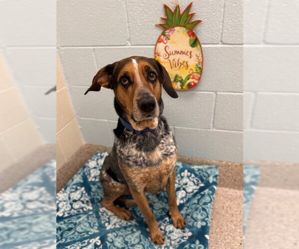 Medium Photo #1 Bluetick Coonhound Puppy For Sale in Brighton, CO, USA