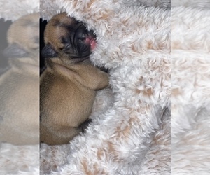 French Bulldog Puppy for sale in POWDER SPRINGS, GA, USA