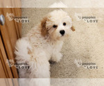 Small Photo #3 Bichpoo Puppy For Sale in SANGER, TX, USA