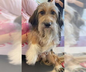 Dachshund-Unknown Mix Dogs for adoption in Plano, TX, USA