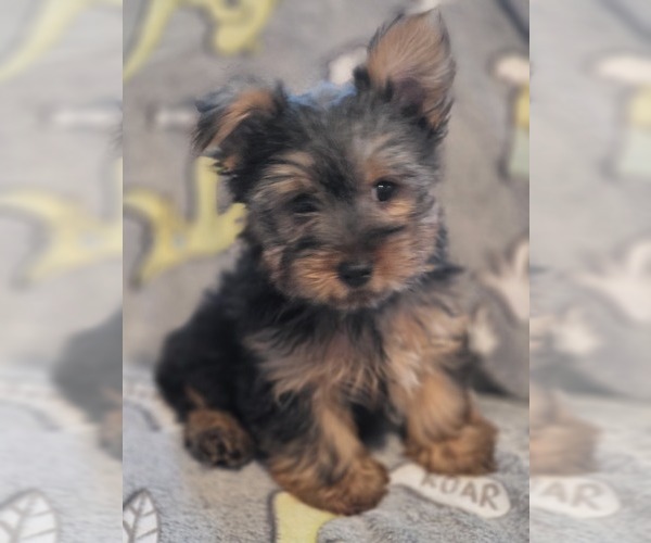 Medium Photo #14 Yorkshire Terrier Puppy For Sale in AKRON, OH, USA