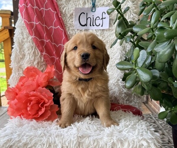 Medium Photo #1 Golden Retriever Puppy For Sale in THORP, WI, USA