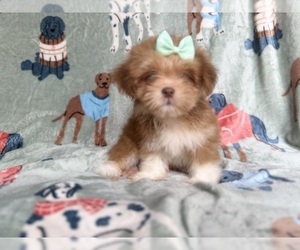 Lhasa Apso Puppy for sale in LAKELAND, FL, USA