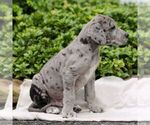 Small #2 Great Dane