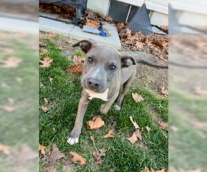 Mutt Dogs for adoption in Jackson Township, NJ, USA