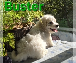 Bichon Frise Puppy for sale in FREMONT, MI, USA