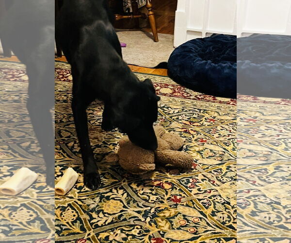 Medium Photo #7 American Pit Bull Terrier-Unknown Mix Puppy For Sale in Princeton, MN, USA