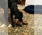 Small #6 American Pit Bull Terrier Mix