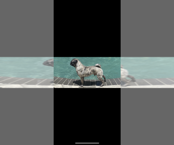 Medium Photo #1 Pug Puppy For Sale in CLEARWATER, FL, USA