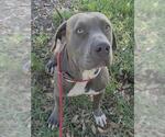 Small American Staffordshire Terrier