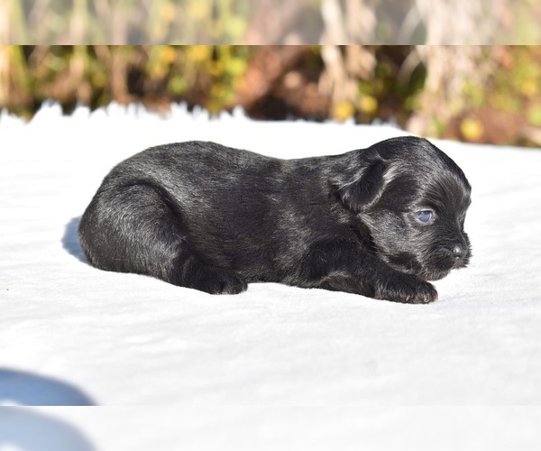 Medium Photo #1 Shih Aussie Puppy For Sale in PALM COAST, FL, USA