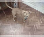 Small #2 Mutt