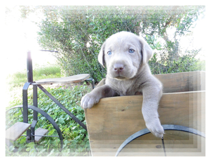 Labrador Retriever Puppy for sale in ATHOL, ID, USA
