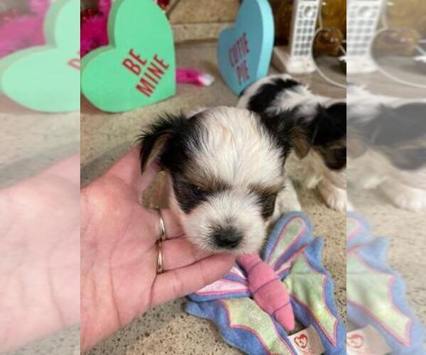 Medium Photo #7 Yorkshire Terrier Puppy For Sale in GREENWOOD, IN, USA