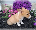 Small Photo #3 Pembroke Welsh Corgi Puppy For Sale in SHILOH, OH, USA