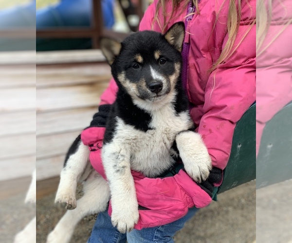 Medium Photo #4 Shiba Inu Puppy For Sale in LIBBY, MT, USA