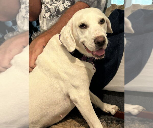 Medium Photo #4 Pointer-Unknown Mix Puppy For Sale in Boston, MA, USA