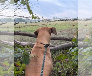 Dolly - Female Great Dane Dog for Adoption - Photo #20