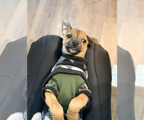 Medium Photo #3 Bulldog-Chihuahua Mix Puppy For Sale in North Royalton, OH, USA